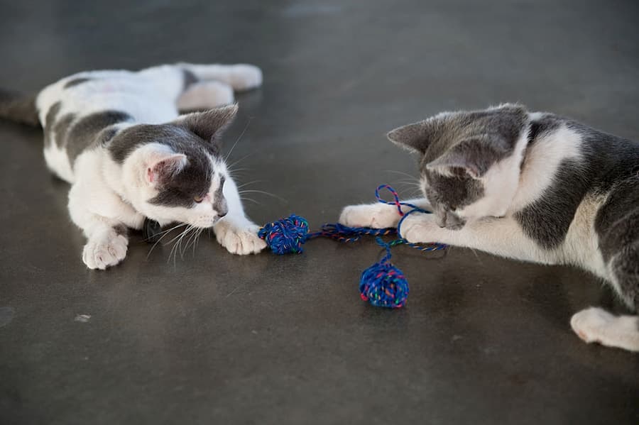 Cat Toys For A Multi-Cat Household